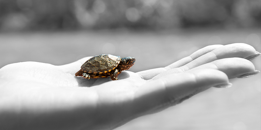 Donation turtle image