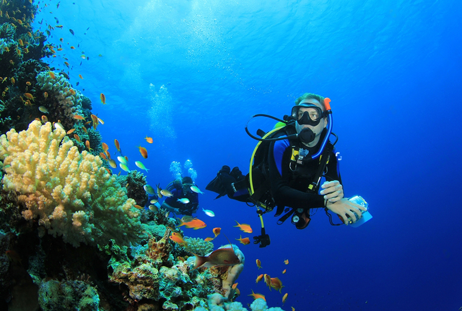 Sea turtle conservation experience