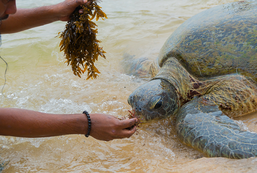 Sea turtle conservation experience