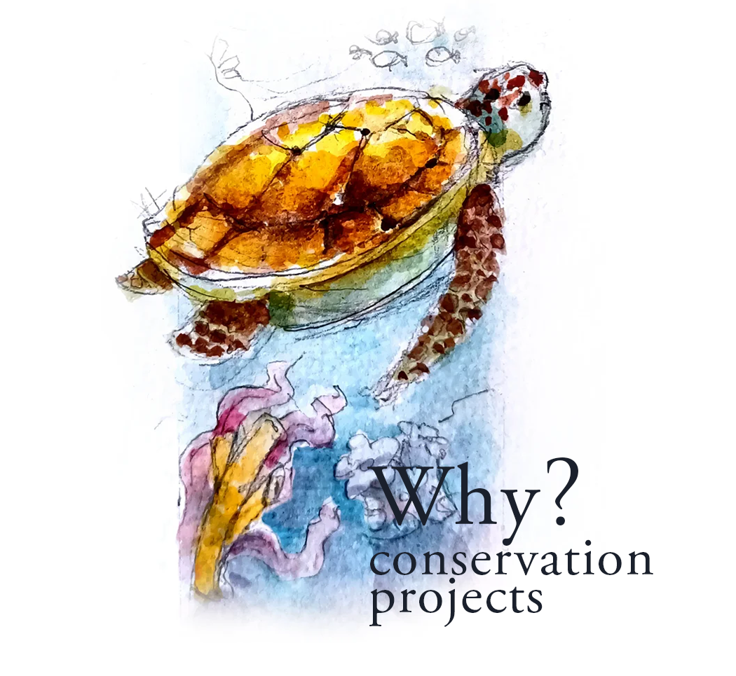 Watercolor sea turtle